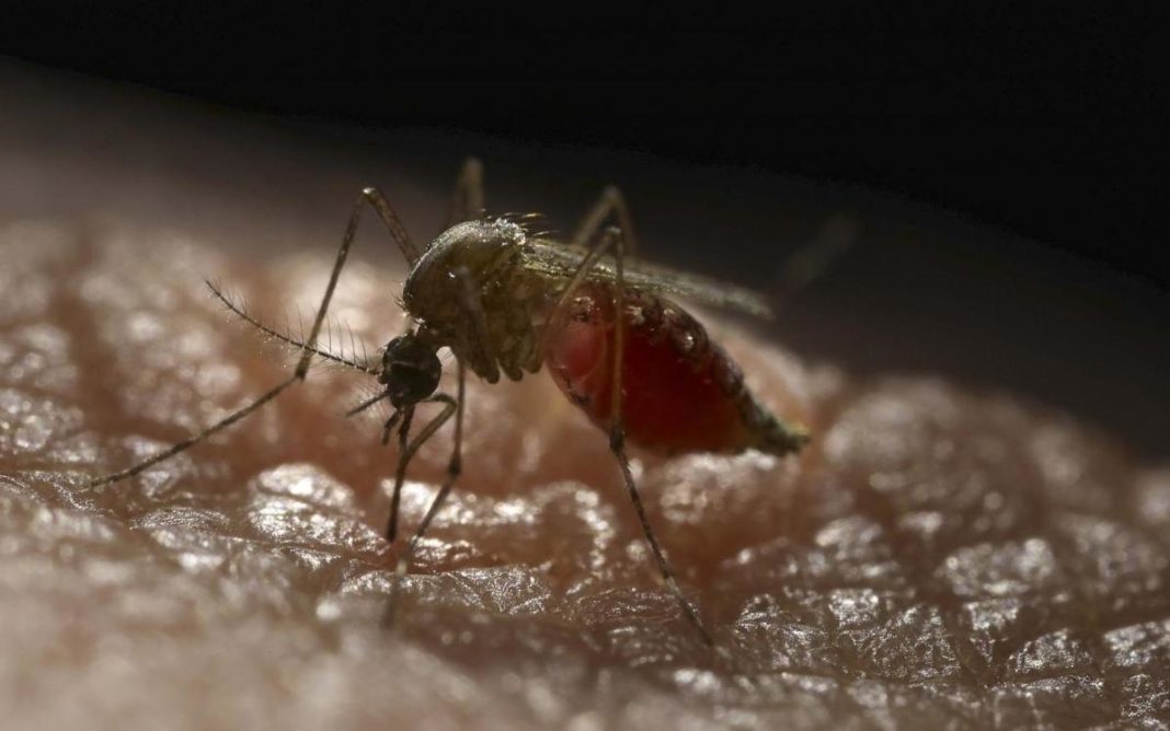 Aumentan los casos de dengue en Paraguay