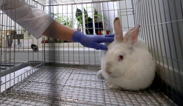 México sanciona con prisión las pruebas con animales.