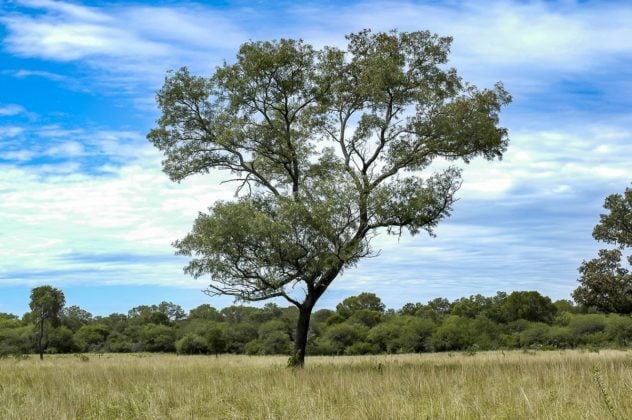 Misiones tendrá la primera planta de biochar del Litoral con una ...