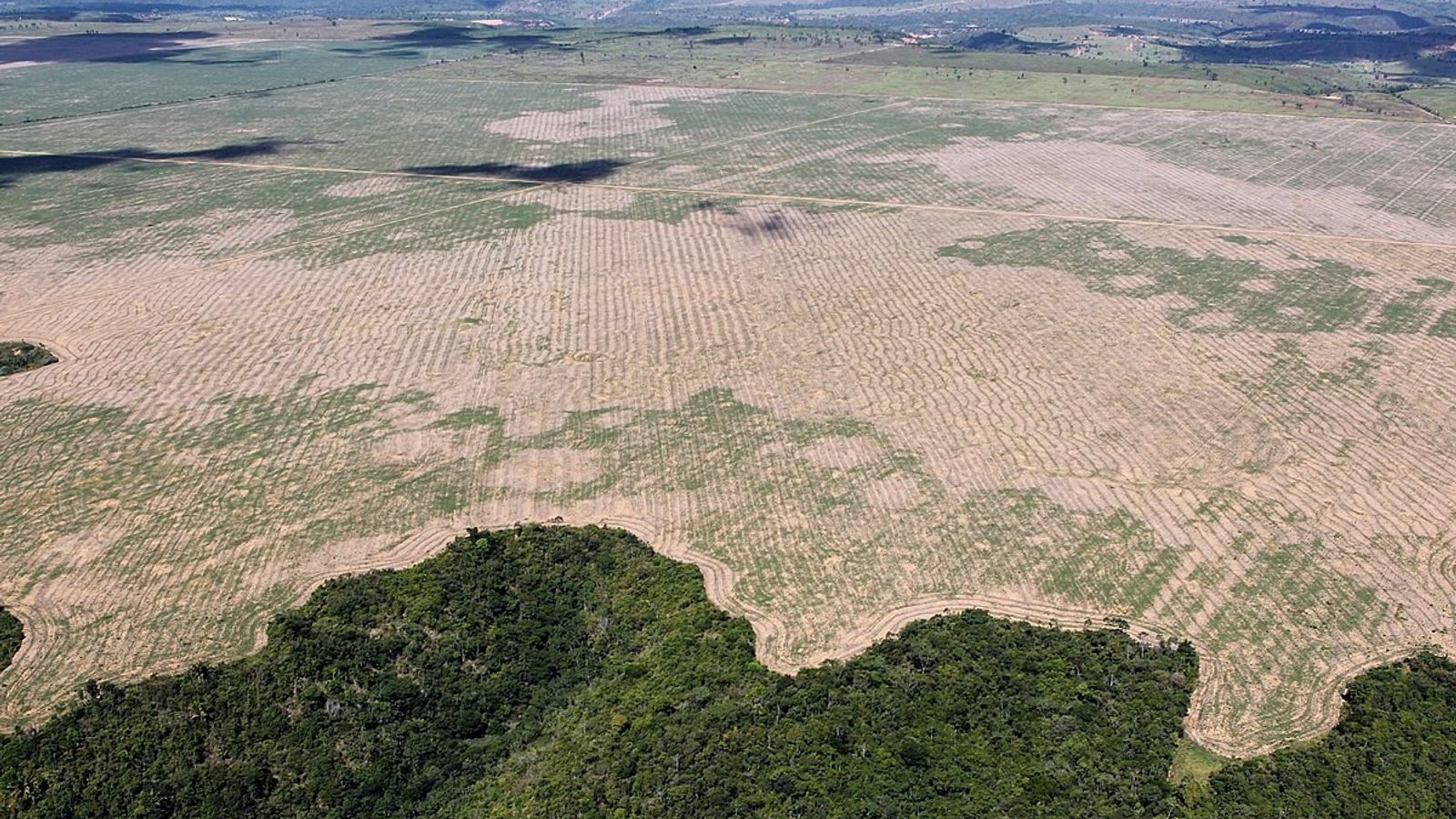 Amazonia, el pulmón de Brasil y Latinoamérica, sufre la deforestación.