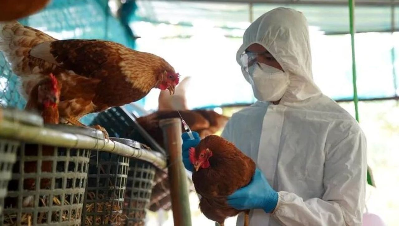 El SENASA asistió a productores ante la gripe aviar.