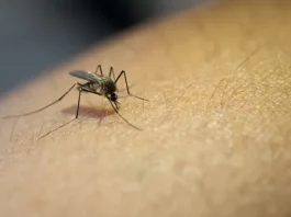 dengue en misiones contagios