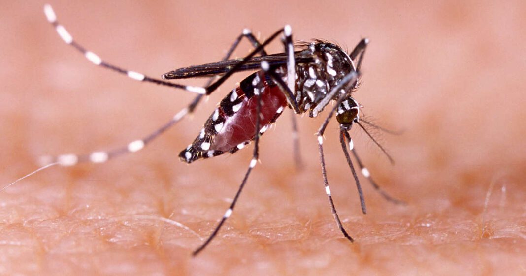 Mitos sobre el dengue