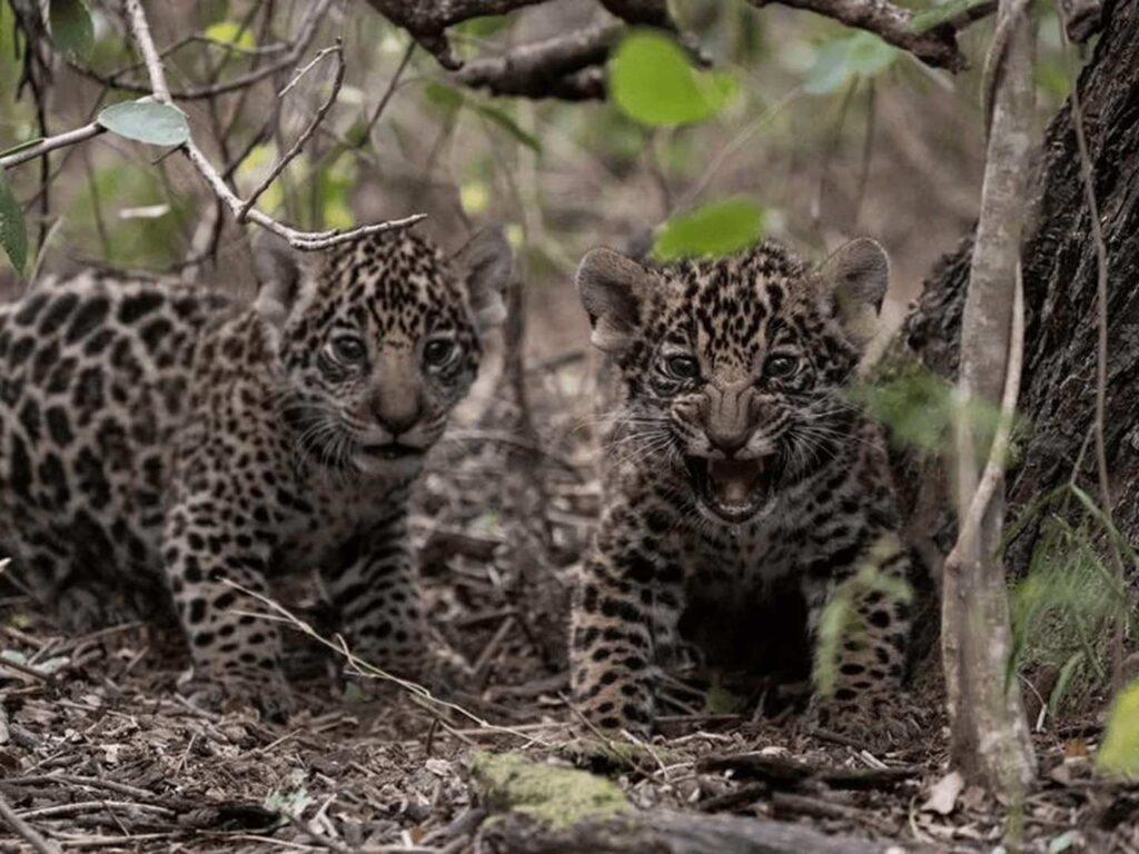 Yaguareté en el Iberá