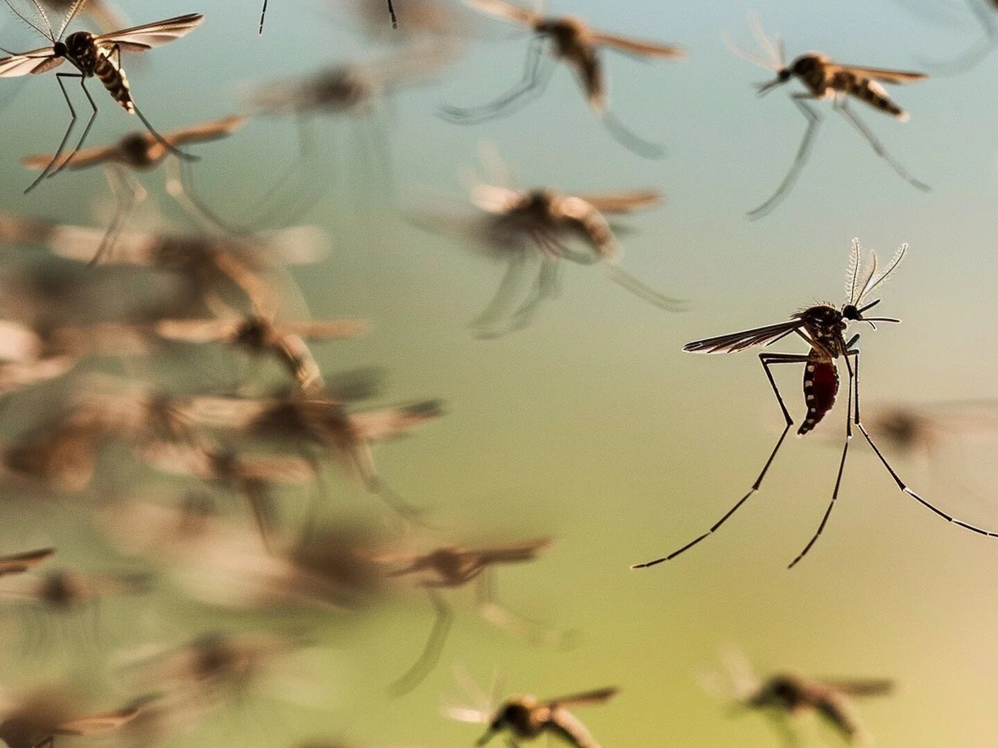 mosquitos y el frío
