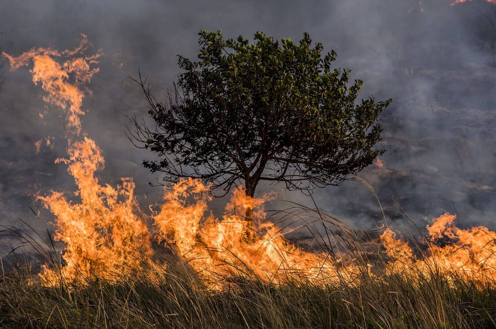 peligro de incendios en el NEA
