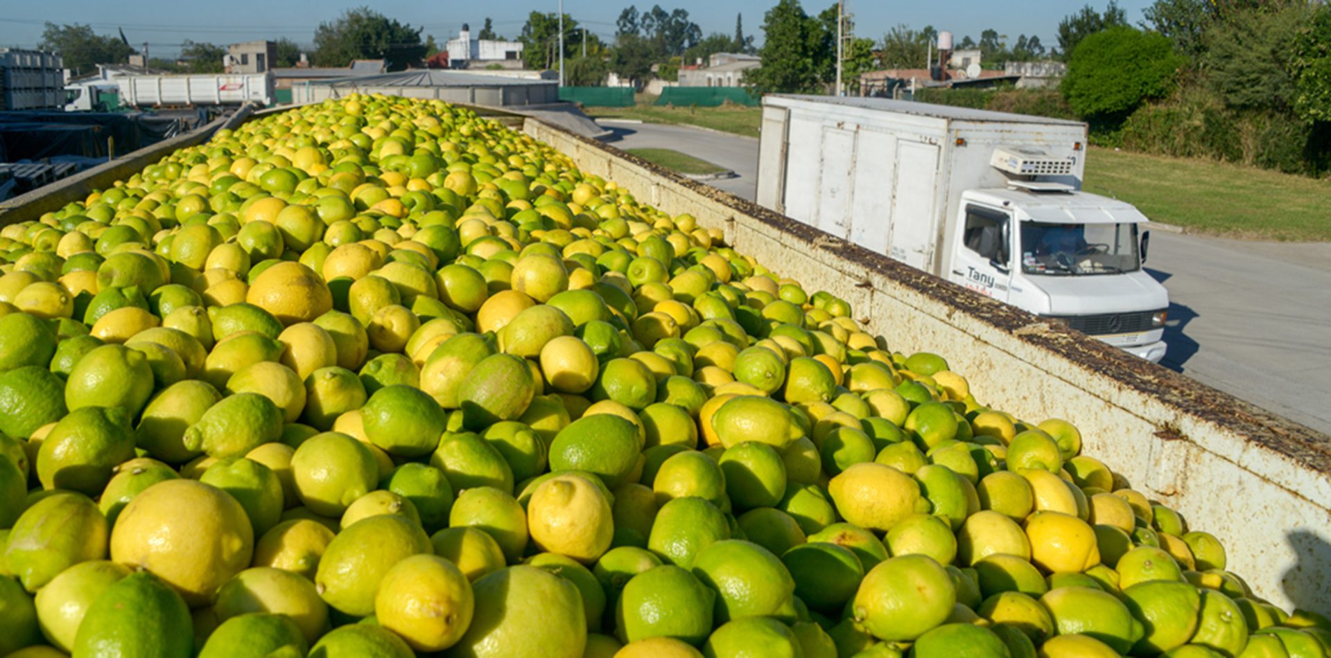 Exportación de limones a Estados Unidos.