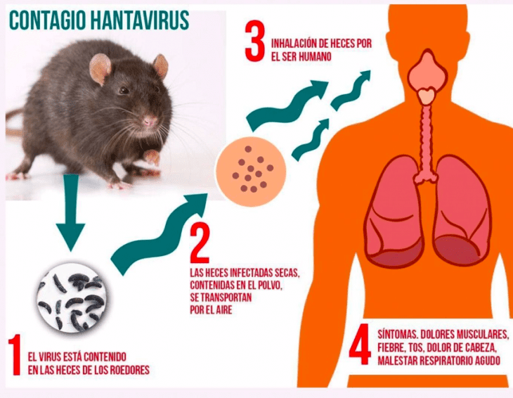 hantavirus contagio