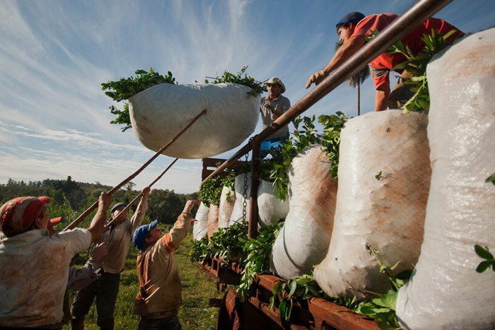 Productores yerbateros siguen adelante con las protestas en Misiones. Ya llevan una semana con medidas de fuerza en rechazado a la desregulación de la producción que dictó el ministro motosierra, Federico Sturzenegger.