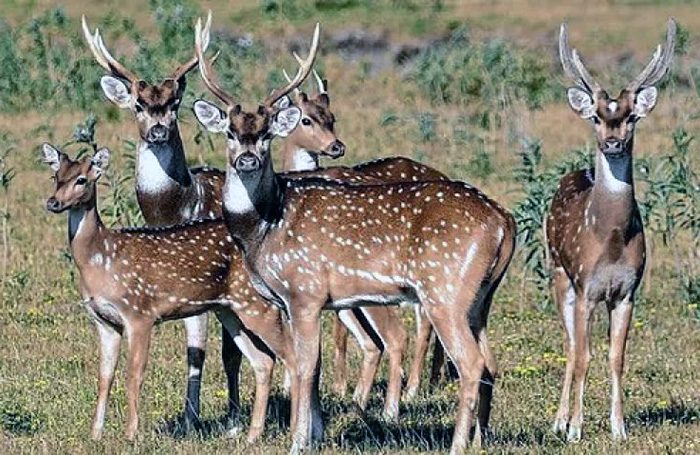 La especie exótica compite con la fauna local y puede transmitir parásitos, alterando el equilibrio del ecosistema chaqueño.
