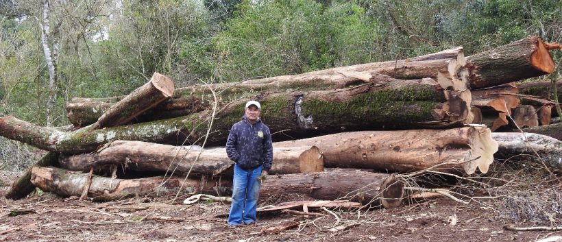 bosquenativo
