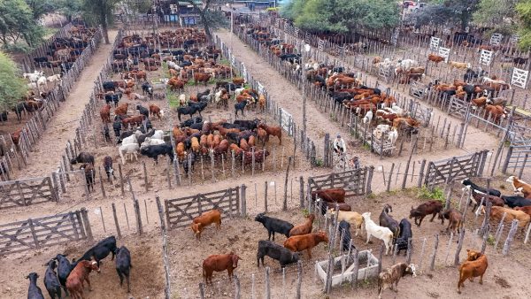 Más de 1.600 animales de casi 100 productores se venderán en el remate organizado por el PAIPPA en El Chorro.