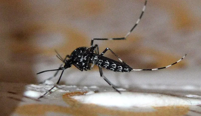unne dengue