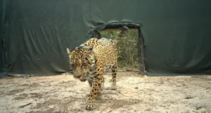 El Gobierno de Chaco será querellante en la causa por la muerte de la yaguareté Acaí