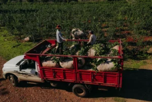 Por la desregulación del Instituto de la Yerba Mate, productores evalúan retener la cosecha de verano
