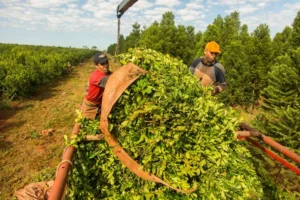 Rigen nuevas escalas salariales para trabajadores rurales de yerba, té y forestación en Misiones