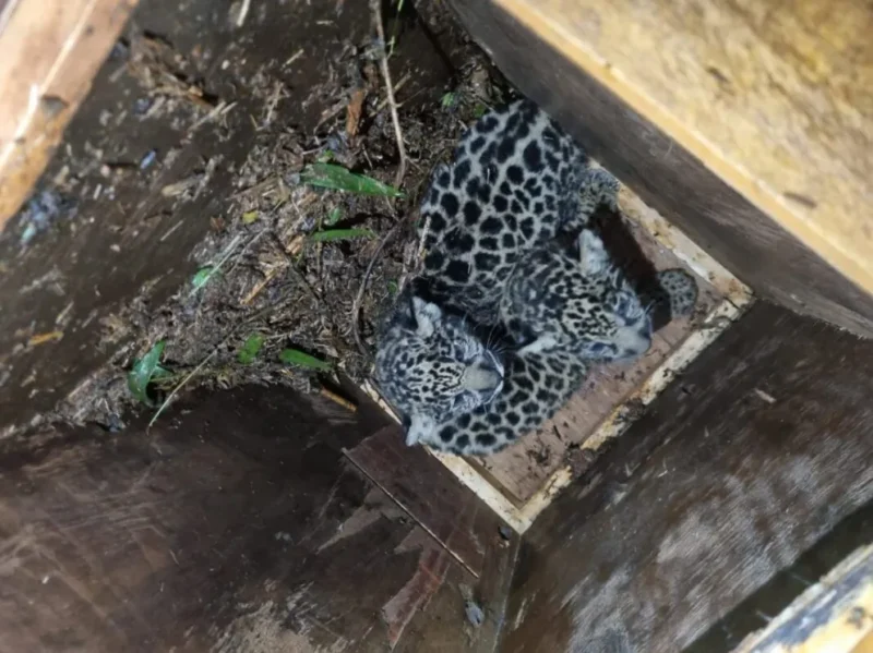 Las cámaras trampa solo registraron la salida de la hembra; el egreso de los cachorros no quedó filmado