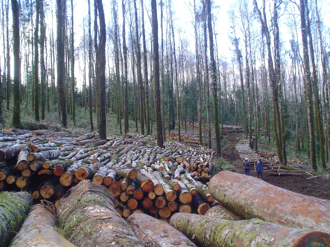 La suspensión de la Ley de Bosques amenaza a más de 40 mil familias de Chaco