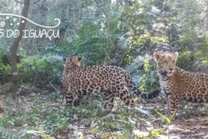 Cámaras del Proyecto Onças do Iguaçu registraron a dos nuevos cachorros en el Parque Nacional Iguazú.