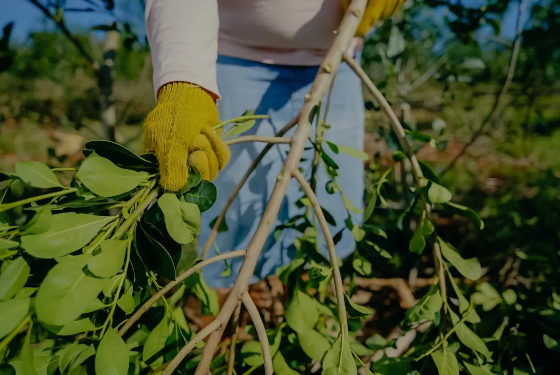 Desregulación de la yerba mate: productores postergan la cosecha por no poder cubrir los costos