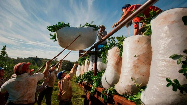 Desregulación de la yerba mate: advierten que el 70% de la economía de Andresito está en riesgo