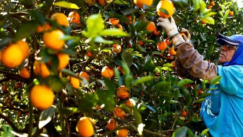 La Comisión Nacional de Trabajo Agrario fijó nuevas escalas salariales para yerbateros y citrícolas misioneros