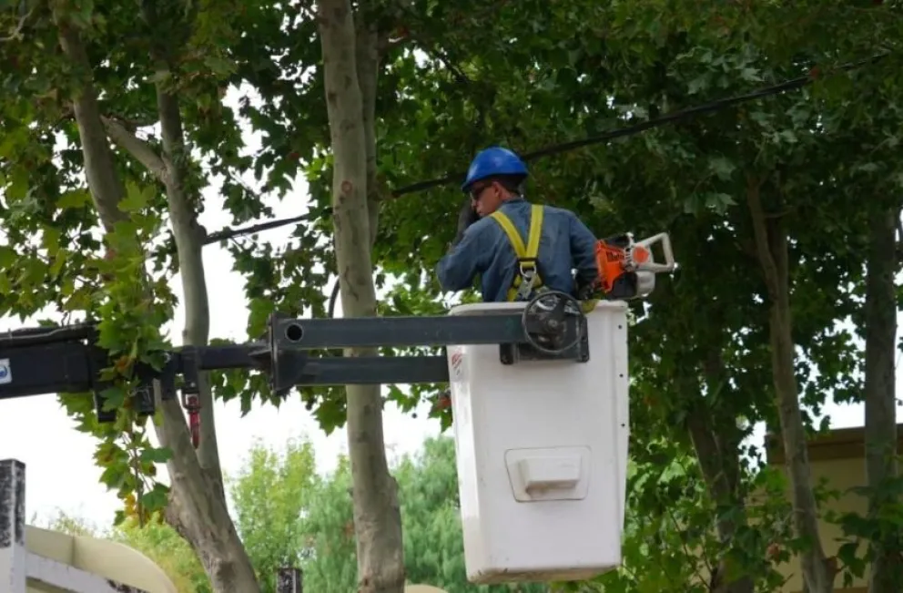 Las tareas incluyen poda y mantenimiento en líneas de media tensión para prevenir fallas en el servicio eléctrico.