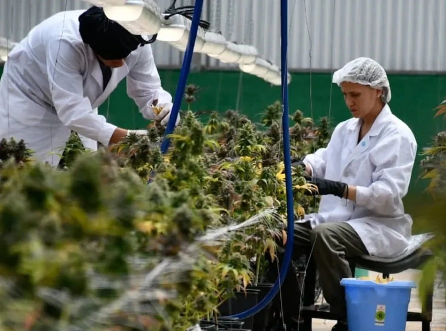 La empresa estatal de cannabis será liquidada, aunque el Gobierno asegura continuidad de proyectos en otras estructuras.