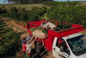 Trabajadores yerbateros de Misiones atraviesan una profunda crisis económica, con salarios en caída y falta de regulación, lo que impulsa a muchos a emigrar a Brasil en busca de mejores condiciones laborales.