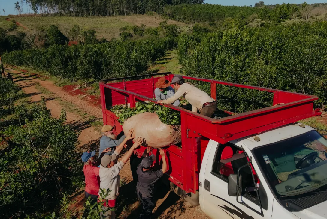 Trabajadores yerbateros de Misiones atraviesan una profunda crisis económica, con salarios en caída y falta de regulación, lo que impulsa a muchos a emigrar a Brasil en busca de mejores condiciones laborales.