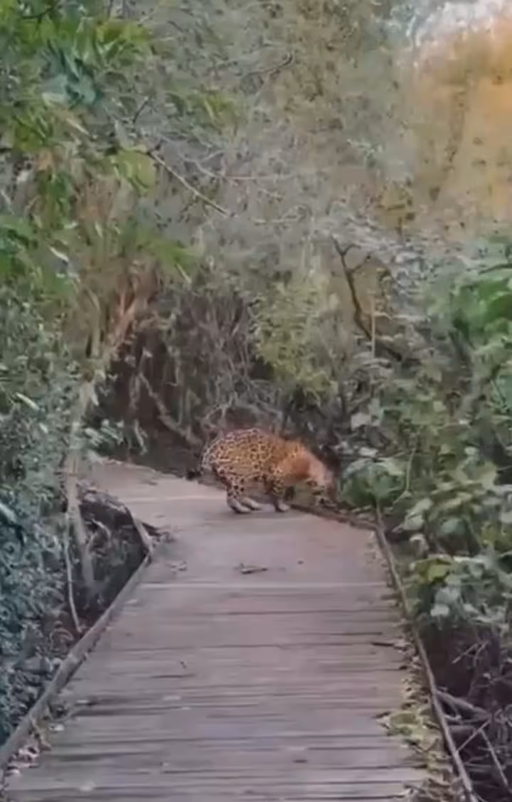 Yaguareté en el parque provincial Iberá