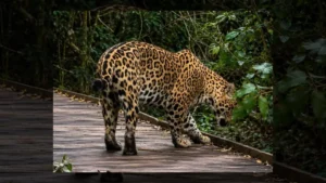 Ombú sorprendió en Iberá: filmaron por primera vez a un joven yaguareté en un sendero turístico