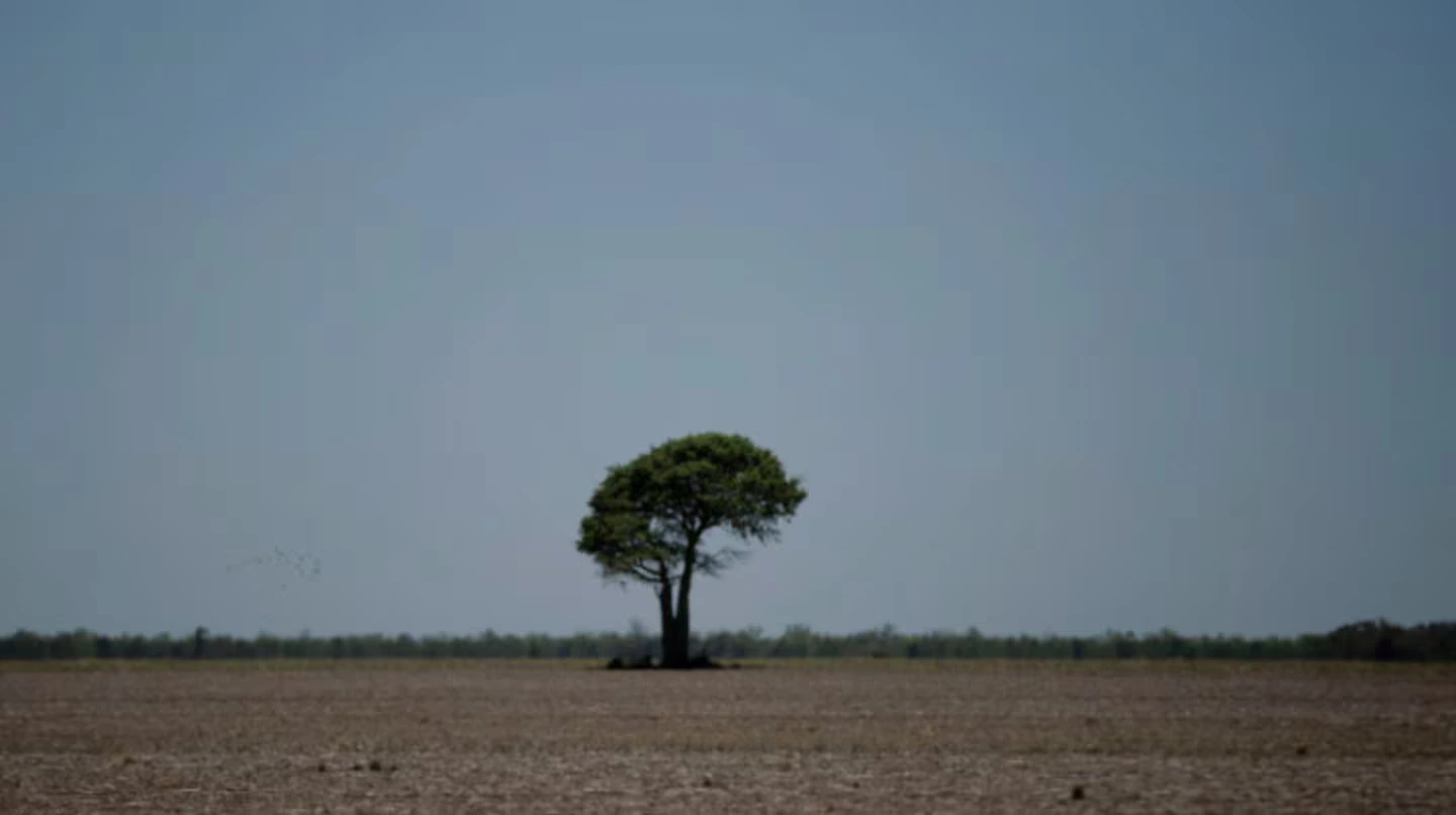 La Justicia ratificó la protección de los bosques nativos del Chaco y frenó nuevos desmontes