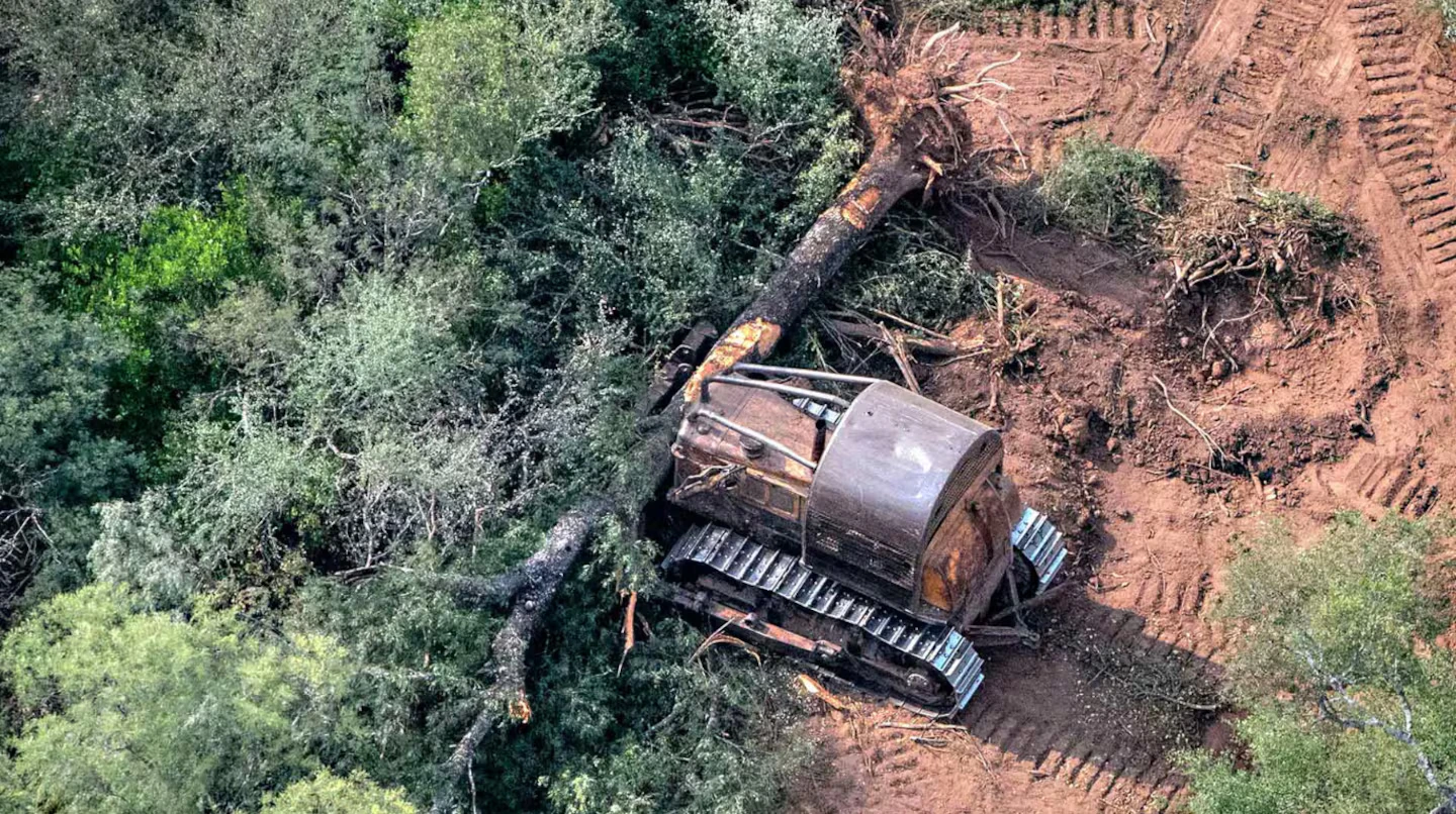 La Justicia ratificó la protección de los bosques nativos del Chaco y frenó nuevos desmontes