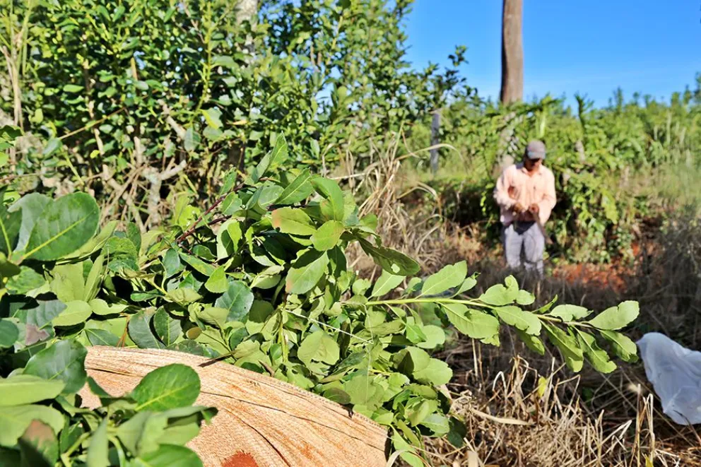 “Arréglense como puedan”: el duro mensaje del Gobierno nacional a los productores de yerba mate