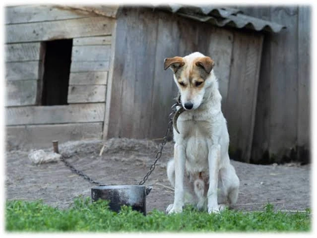 La nueva normativa incorpora un registro provincial de infractores e inhabilitaciones para la tenencia de animales.