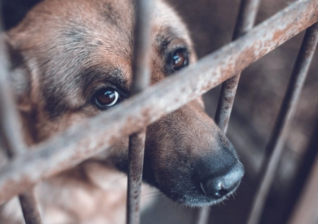 Chaco promulgó la ley por maltrato animal: las multas pueden superar los $18 millones