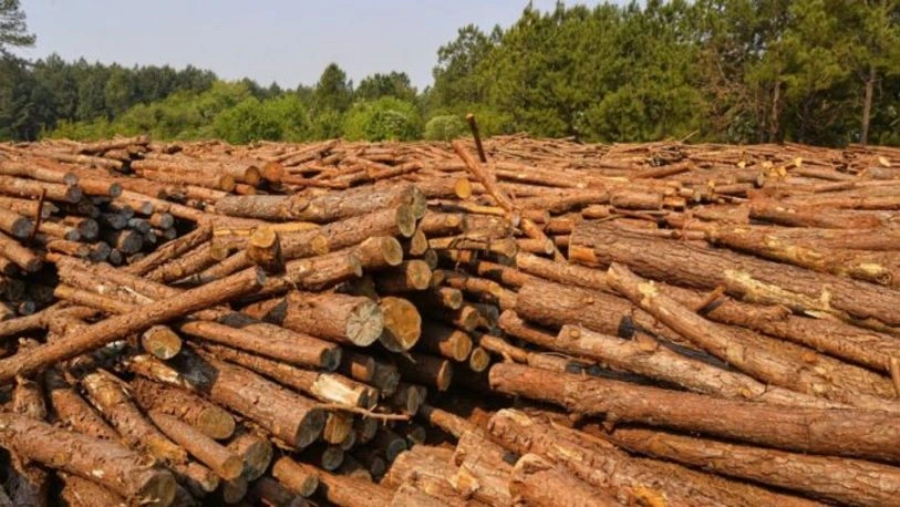 La paralización de la obra pública y la construcción privada redujo la demanda de madera en Misiones.